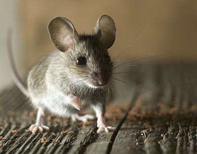 Rodent Control