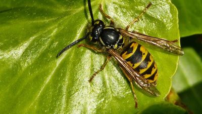 Insect Control