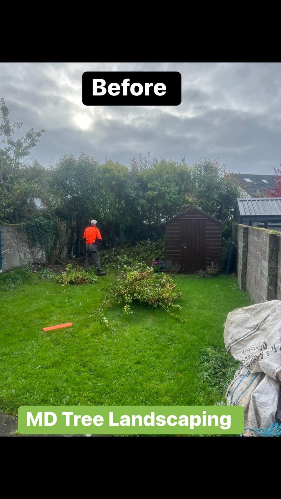 Backyard before tree trimming; a person in orange vest works near shed, dense green hedge in background.