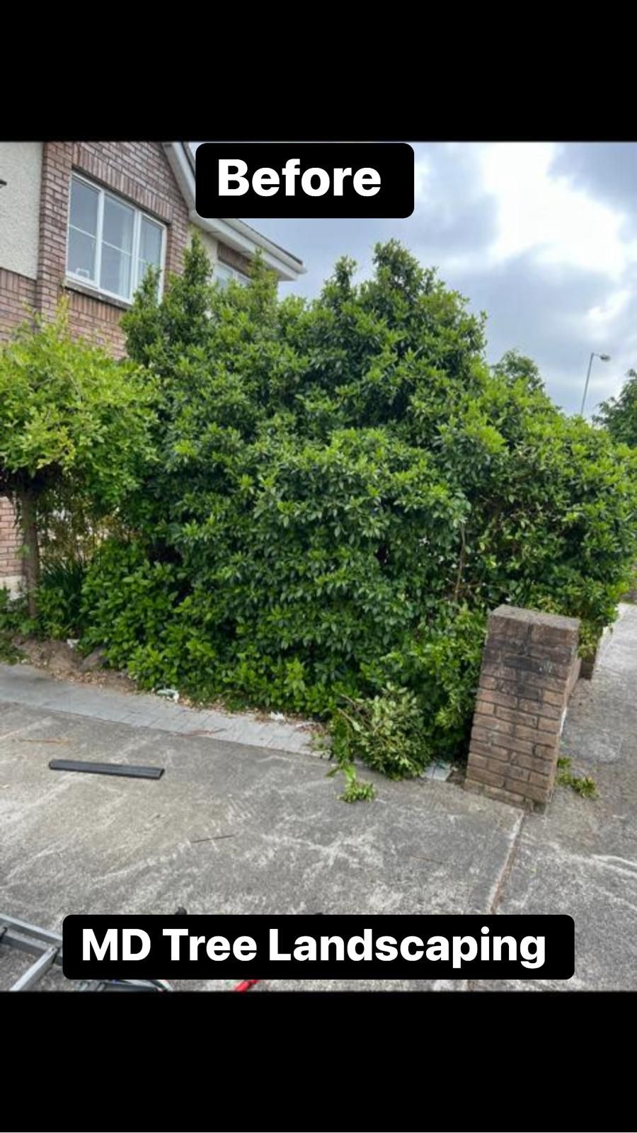 Green bushes in front of a brick building. Concrete driveway and “Before” and “MD Tree Landscaping” text on image.