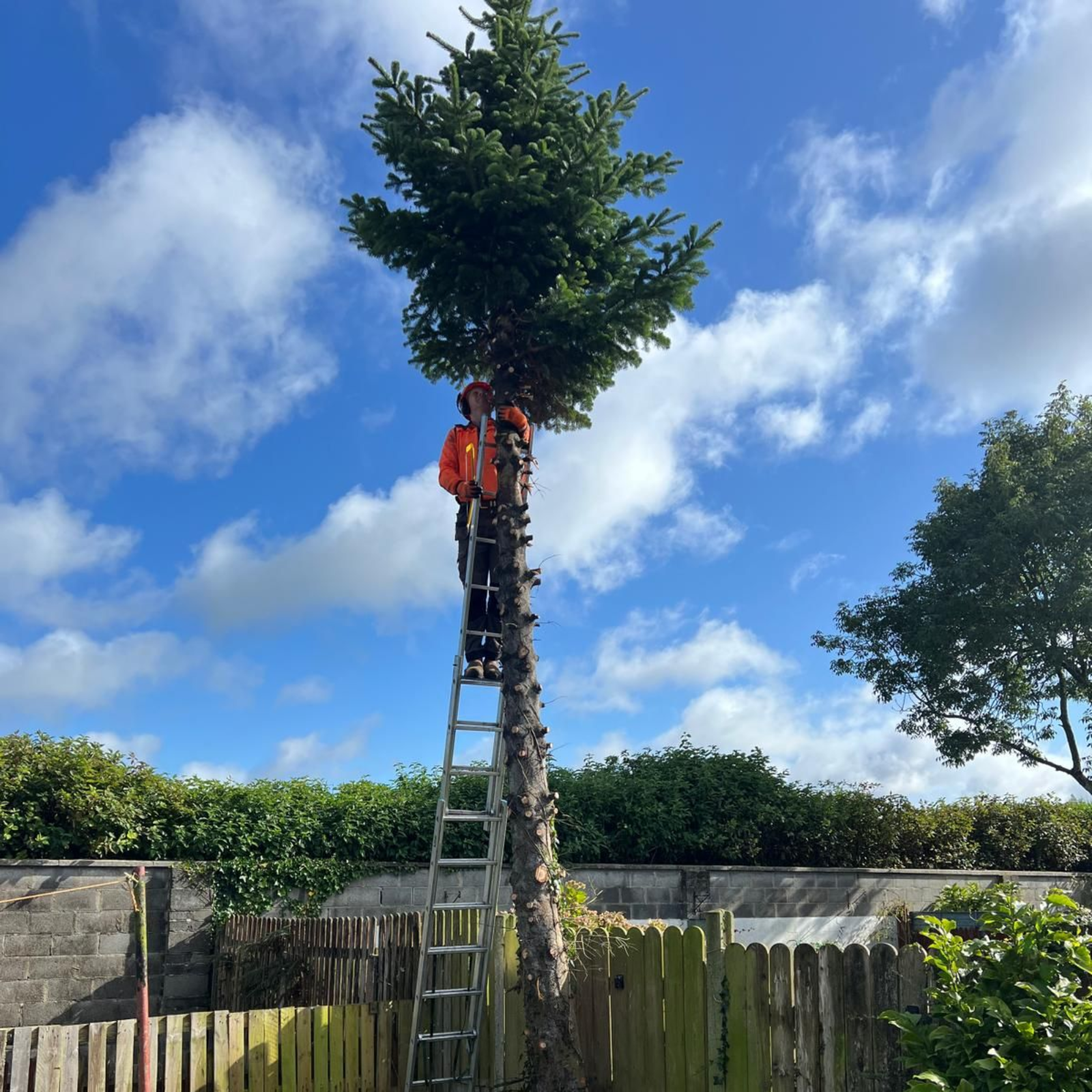 Person on ladder, trimming tall tree. Blue sky with clouds. Green bushes and wooden fence in yard.