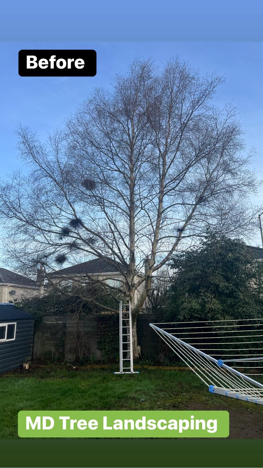 Bare tree in a backyard under a blue sky, with a ladder and washing line. Text: 