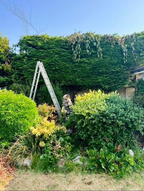 Ladder against a tall, trimmed hedge in a garden with various green shrubs and a clear blue sky.