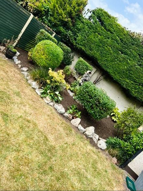 A neatly landscaped garden bed with rounded shrubs, rocks, and a tall hedge, next to a green fence and grass.