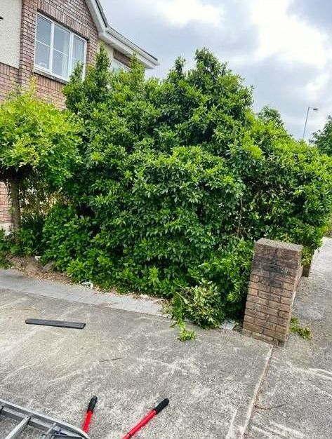 Large, overgrown green bushes next to a brick building and a gray sidewalk.