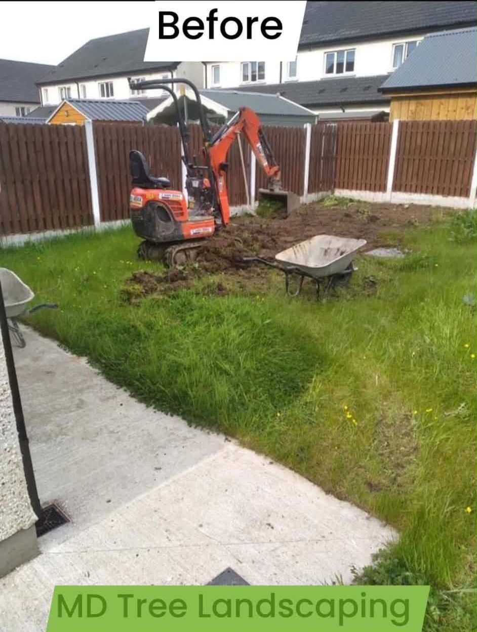 Large weeping tree in a sunny backyard with a ladder propped against it, a long ladder on the lawn, and a small tree.