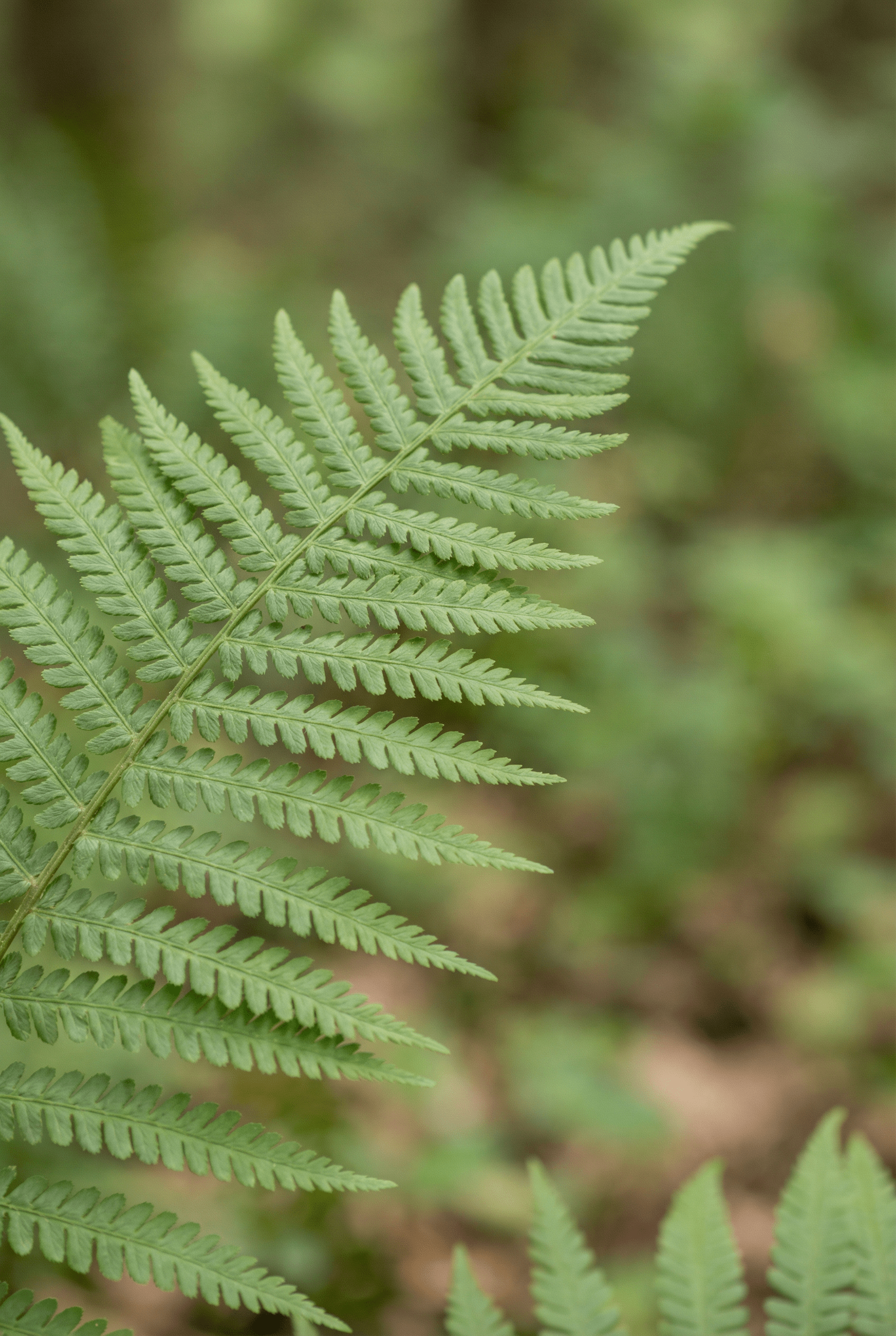 Close-up of a green fern frond against a softly blurred forest background
