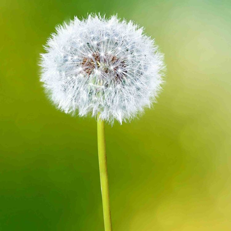White dandelion seed head on a green blurred background