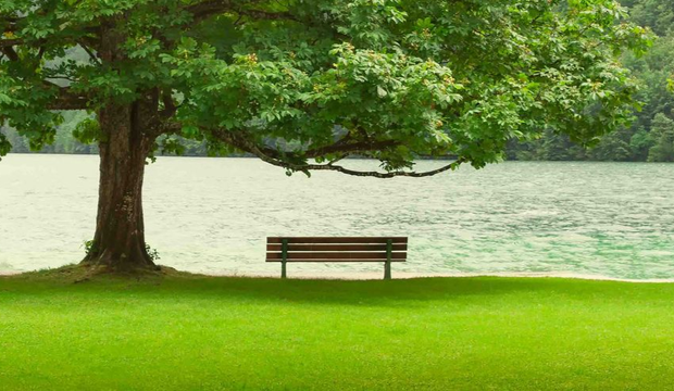 Park bench under a leafy tree beside a calm lake on a green lawn