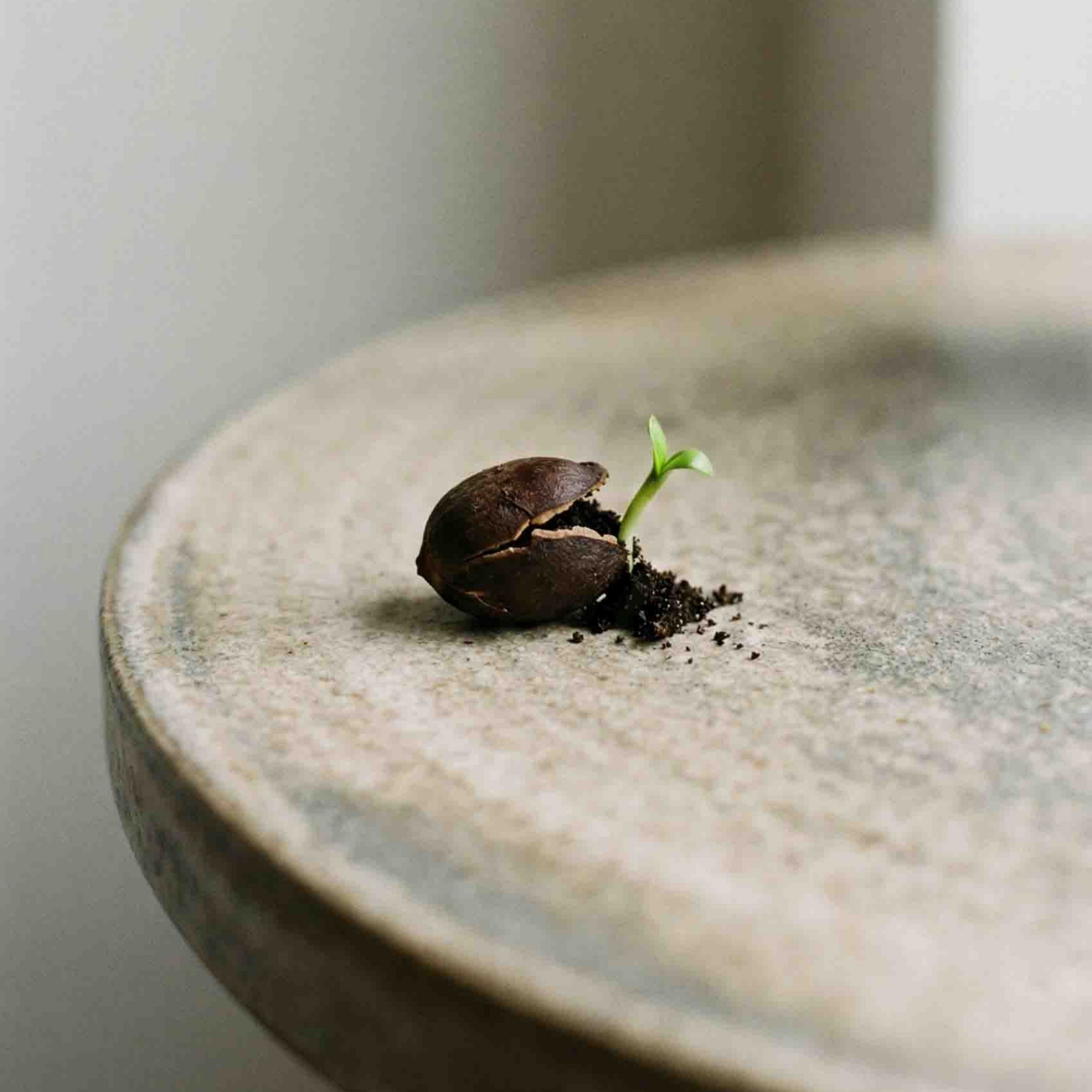 Small sprouting seed on a gray plate with a bit of soil