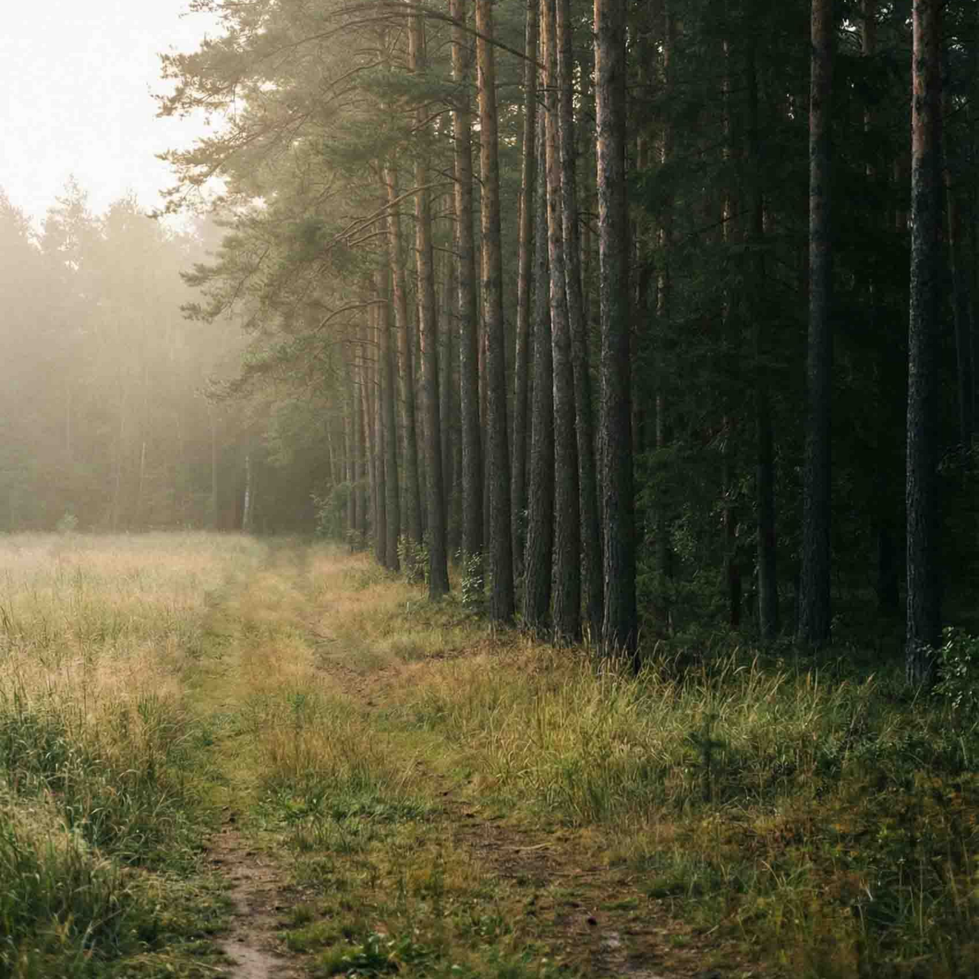 Misty forest path beside tall dark pine trees and a sunlit grassy meadow