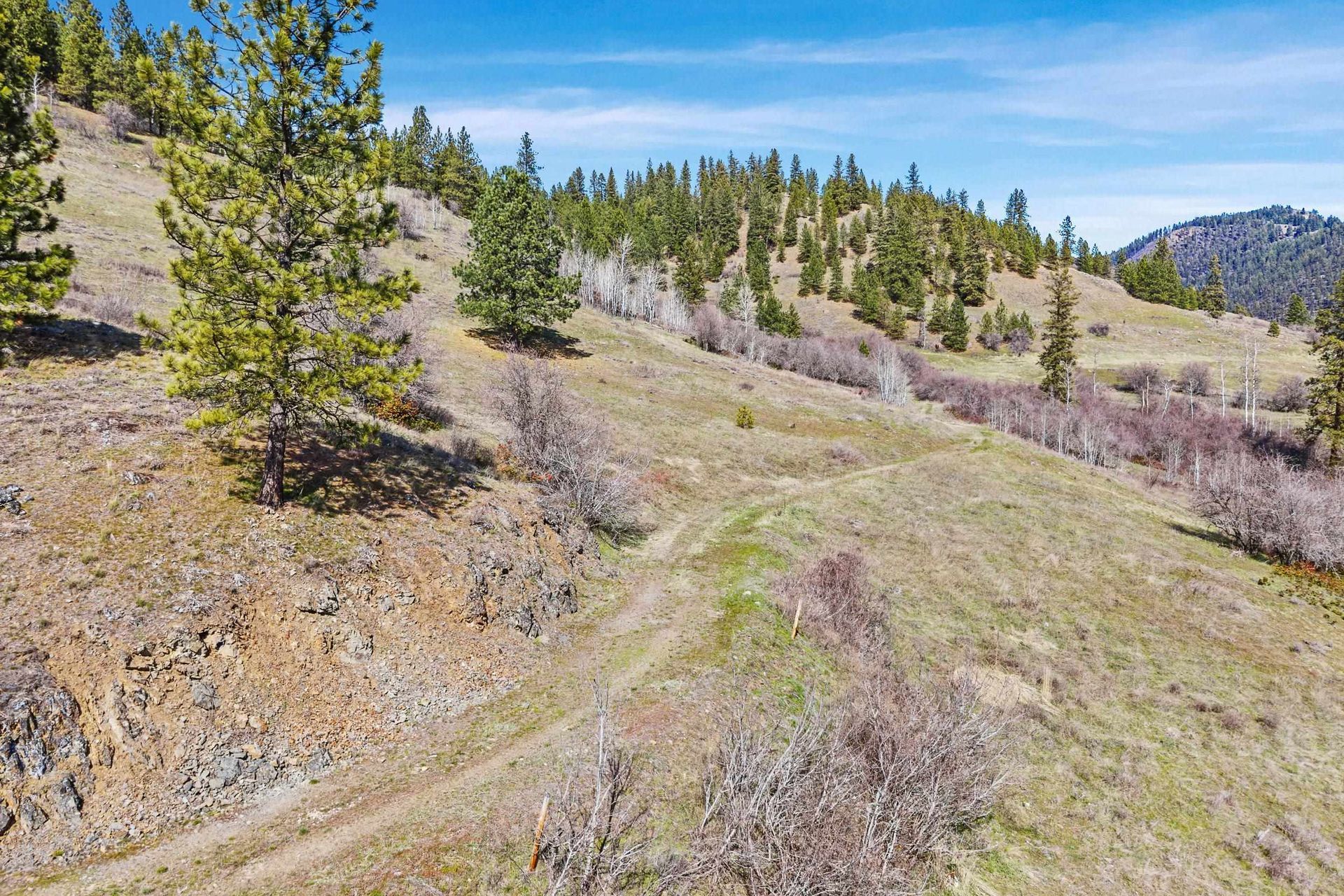 Grassy hillside with pine trees and a dirt path under a clear sky