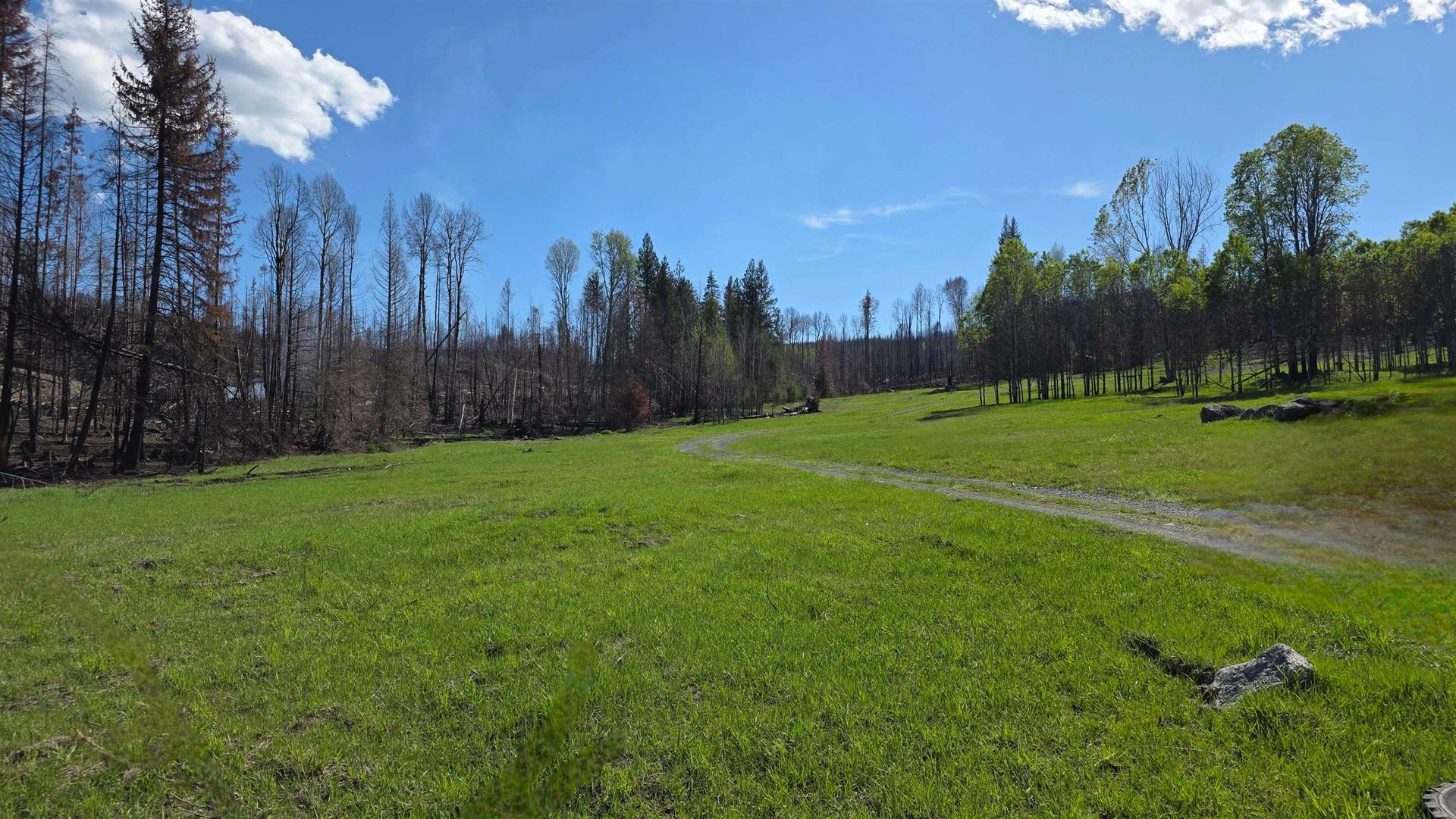 Green field with sparse trees under a bright blue sky with clouds, scorched forest edge in the background