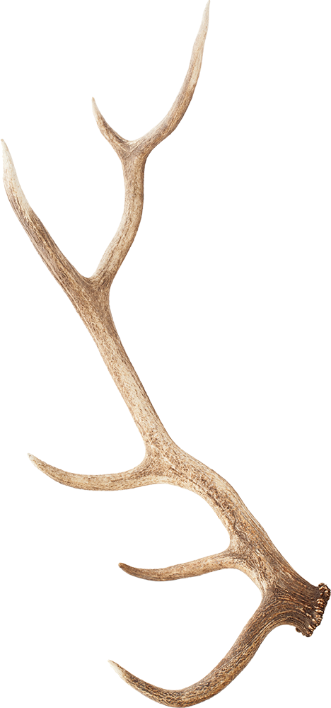 Antler