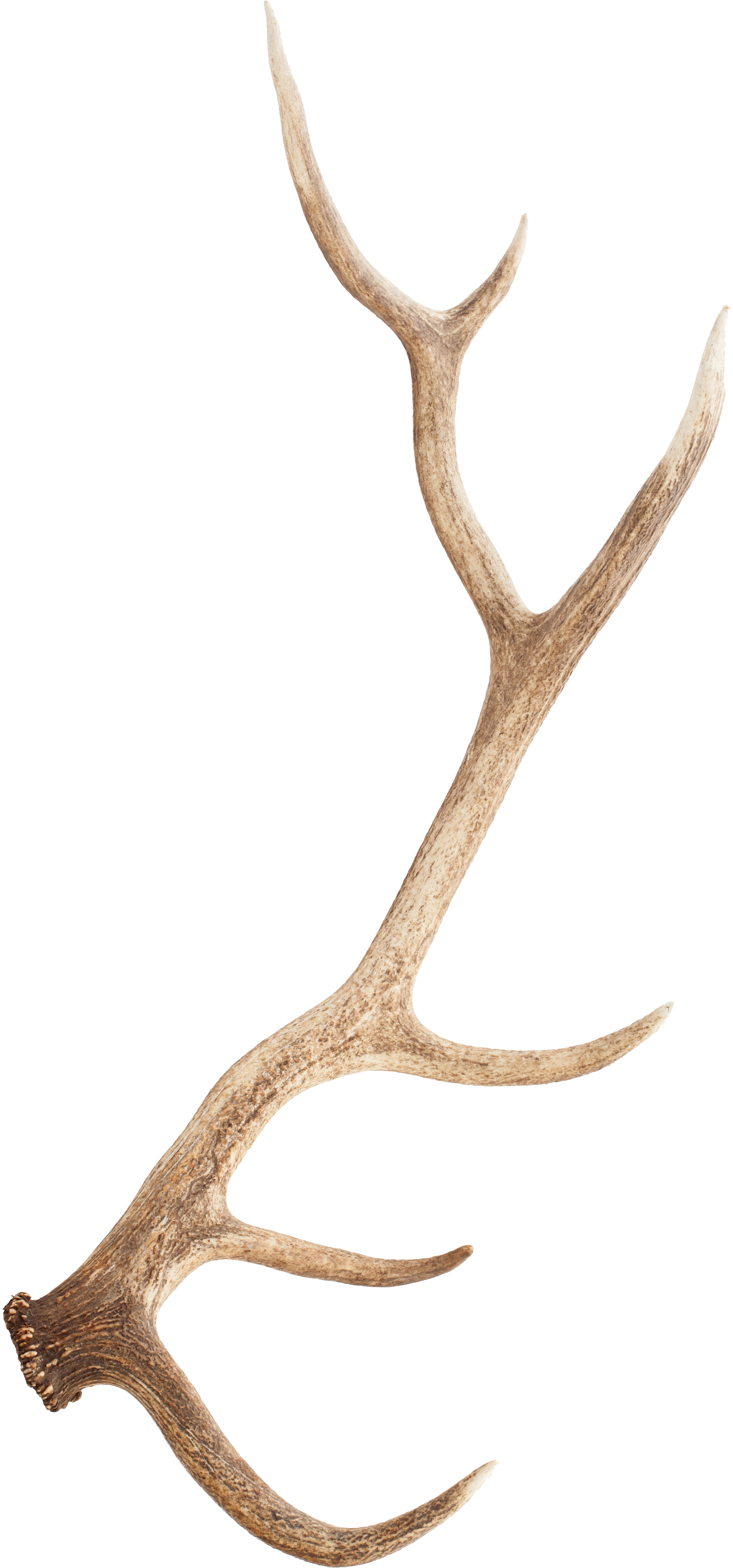 Antler