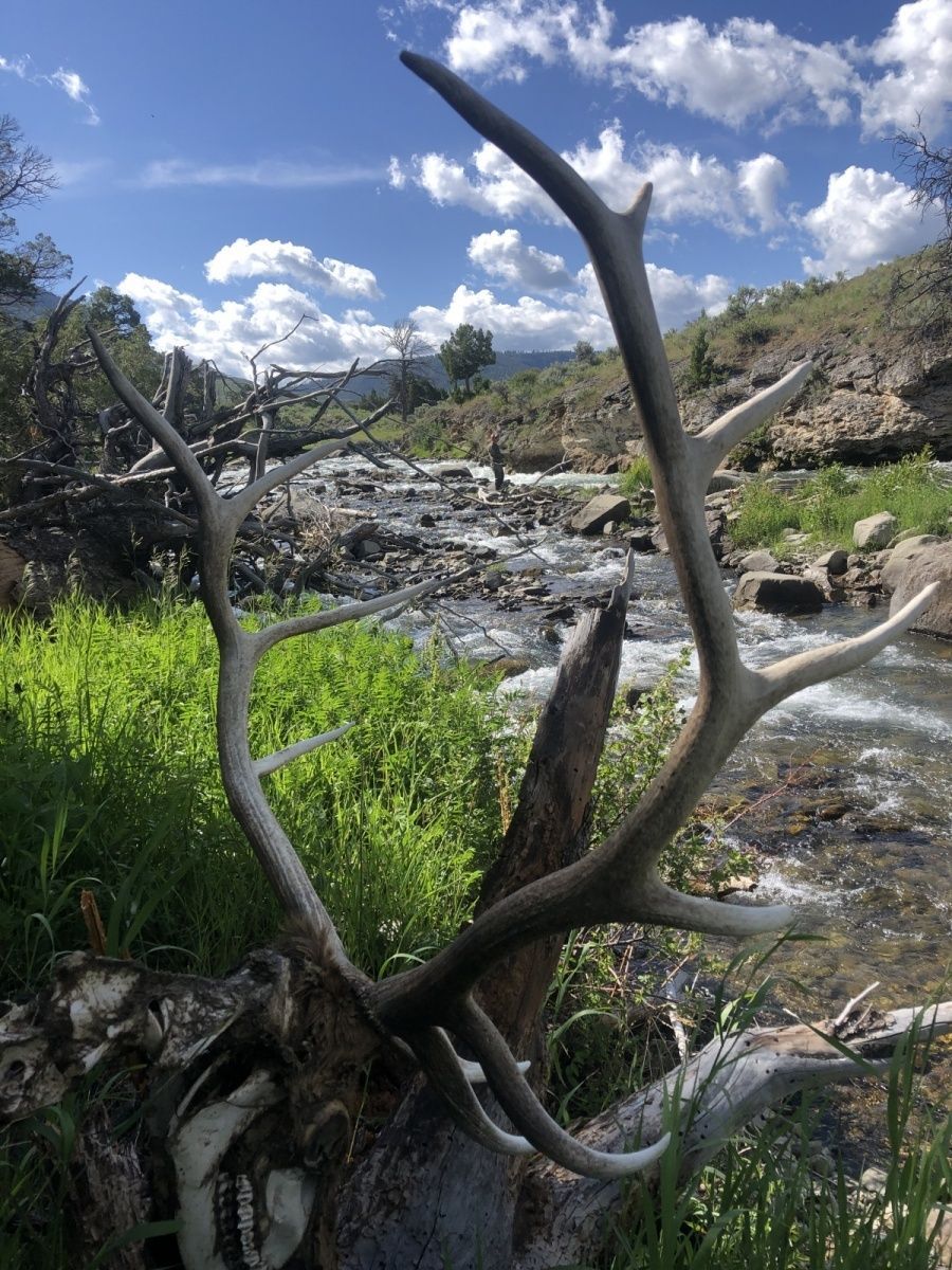 Yellowstone River Gallery Image