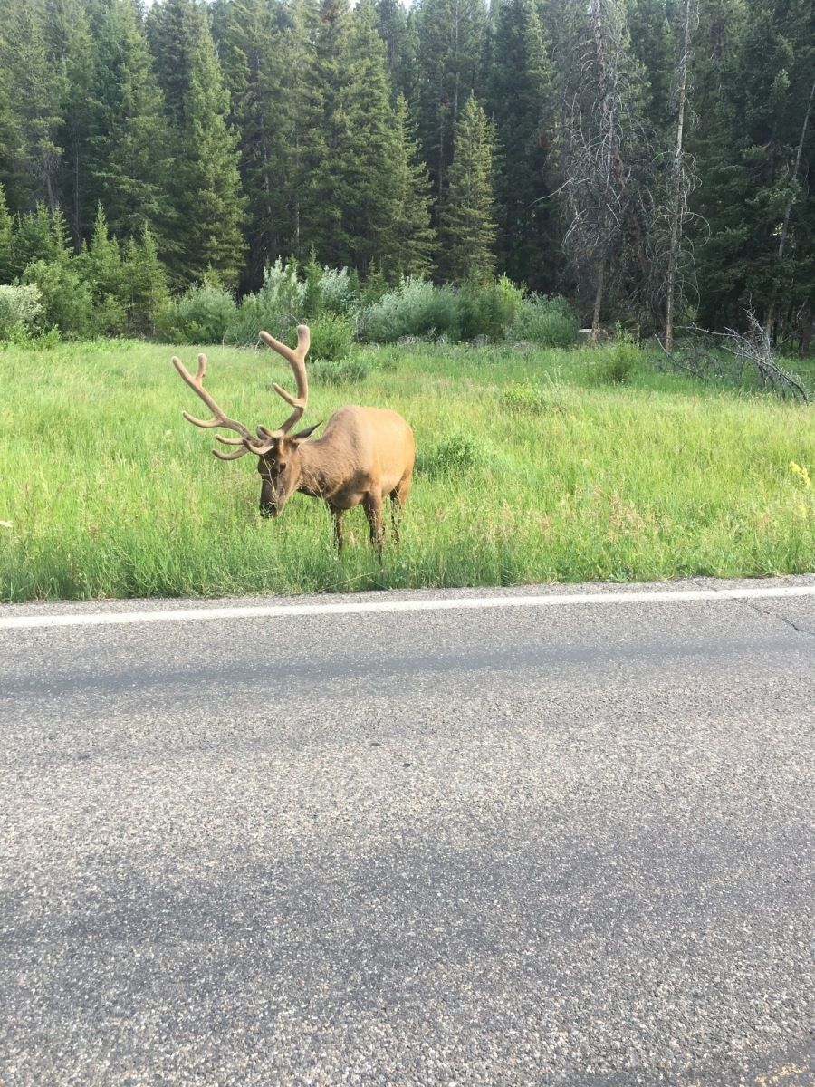 Yellowstone River Gallery Image