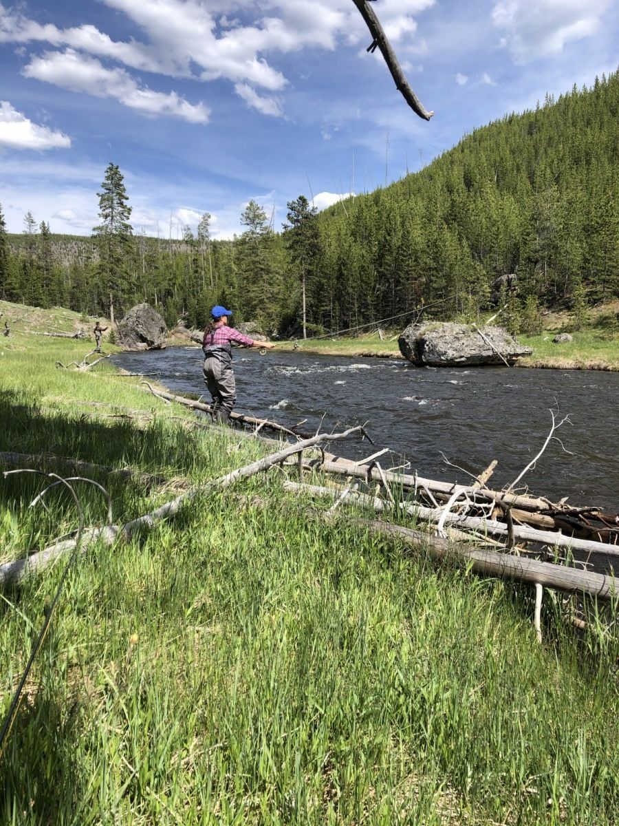 Yellowstone National Park Gallery Image