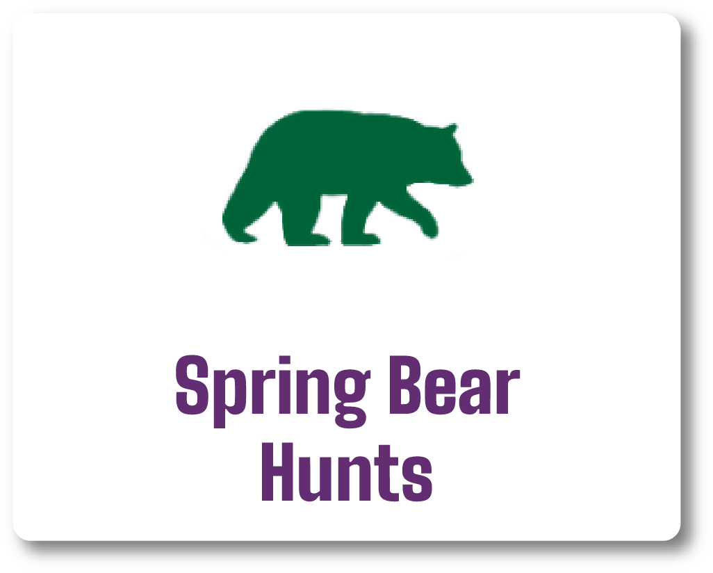 Spring Bear Hunts