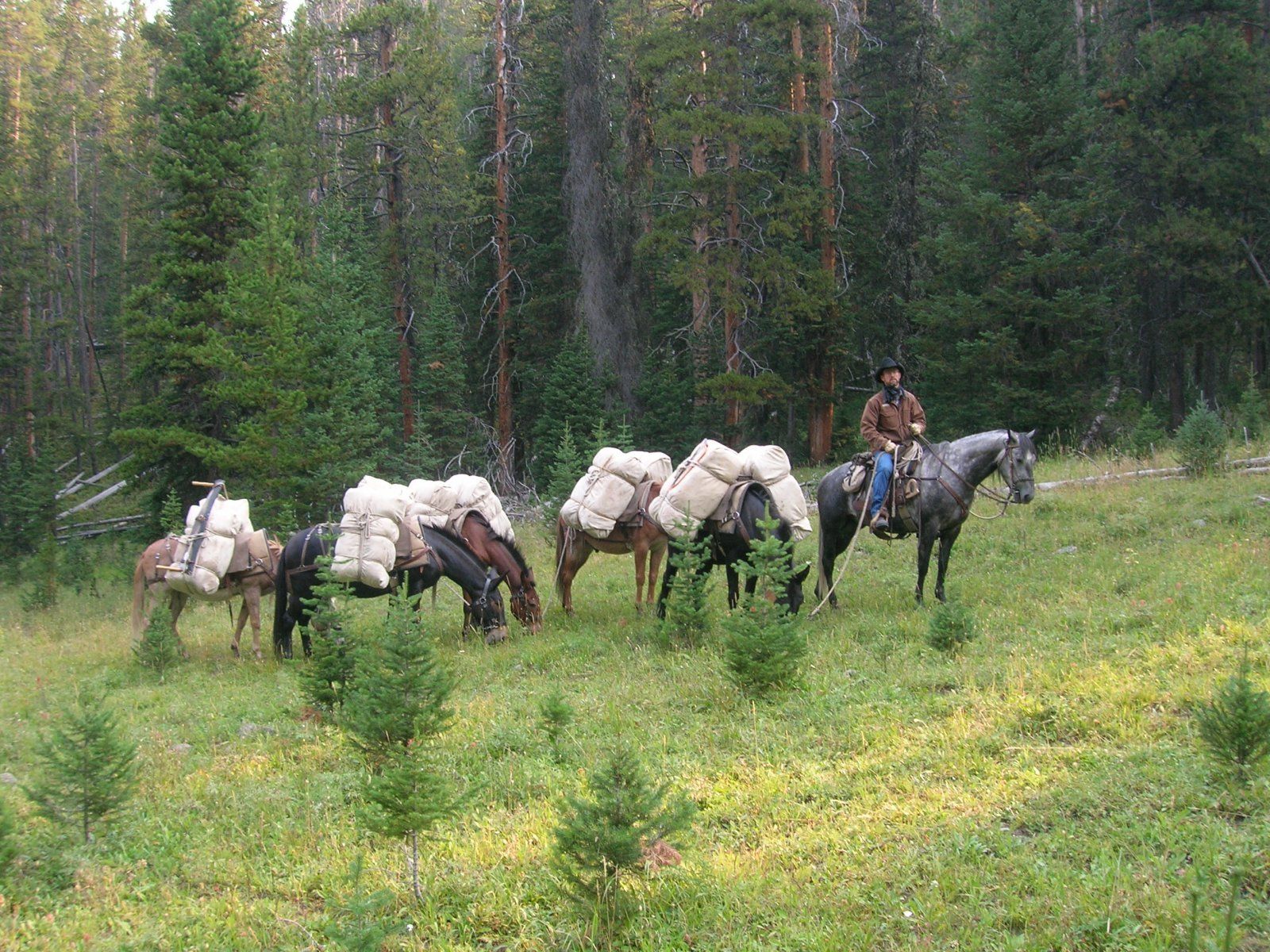 Packing Feed