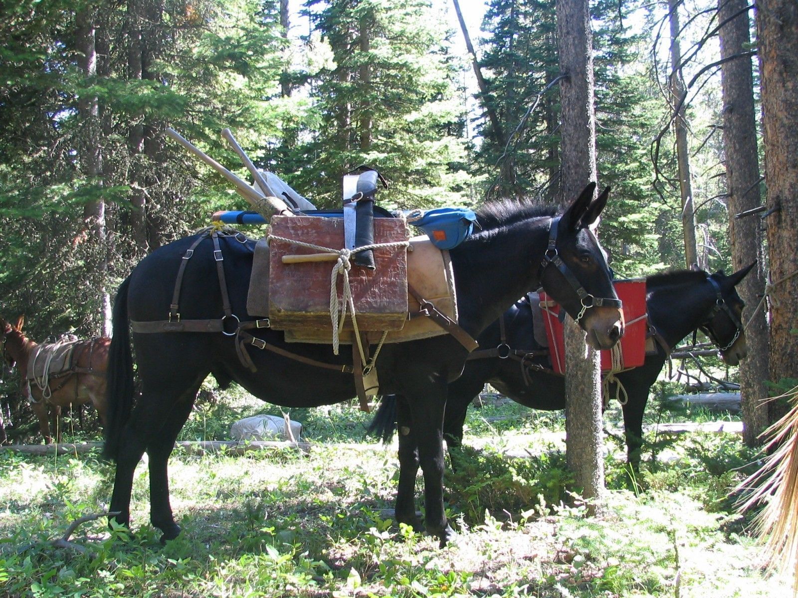 Clearing Trails