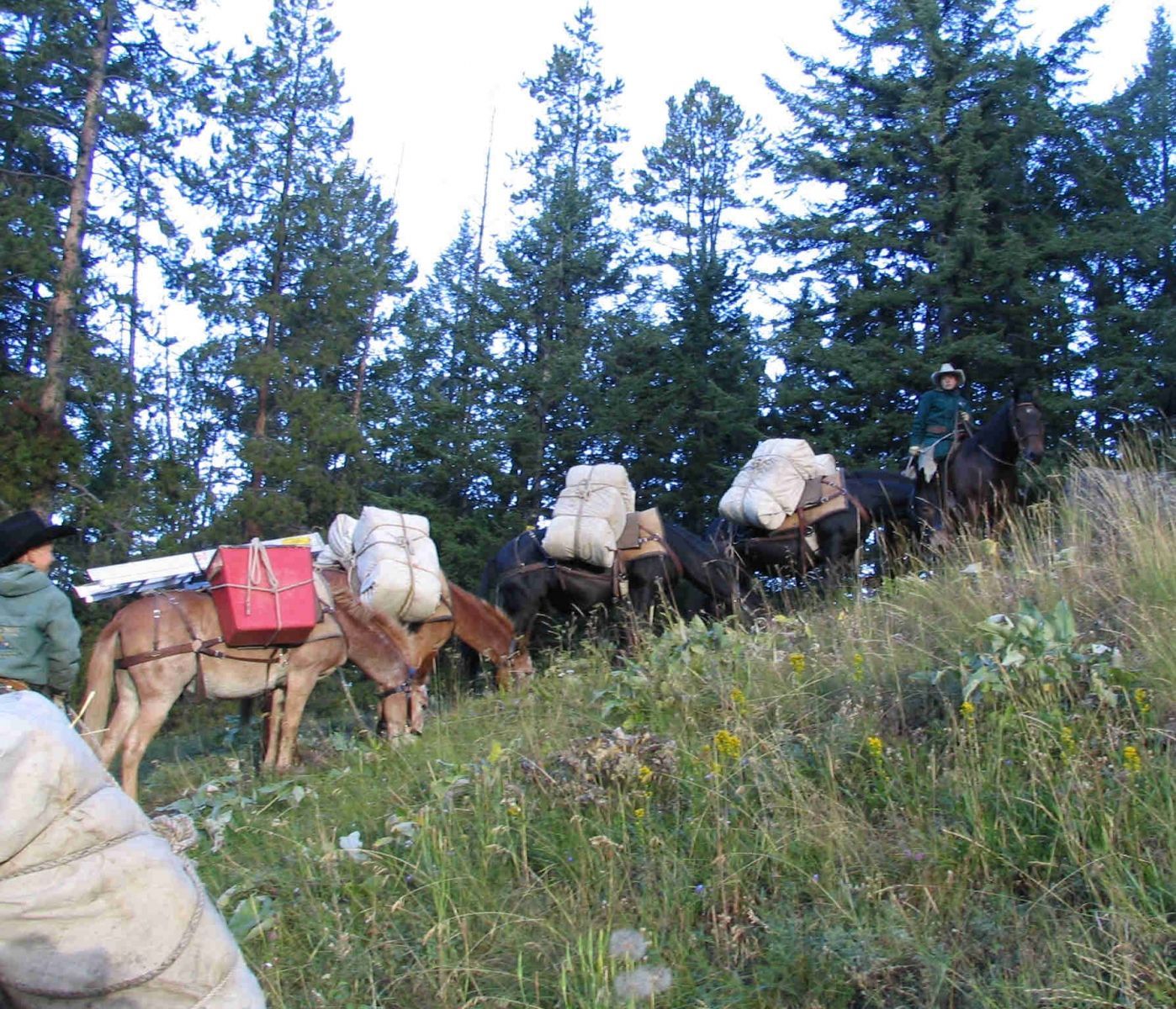 Packing Hay to Sage Creek Camp