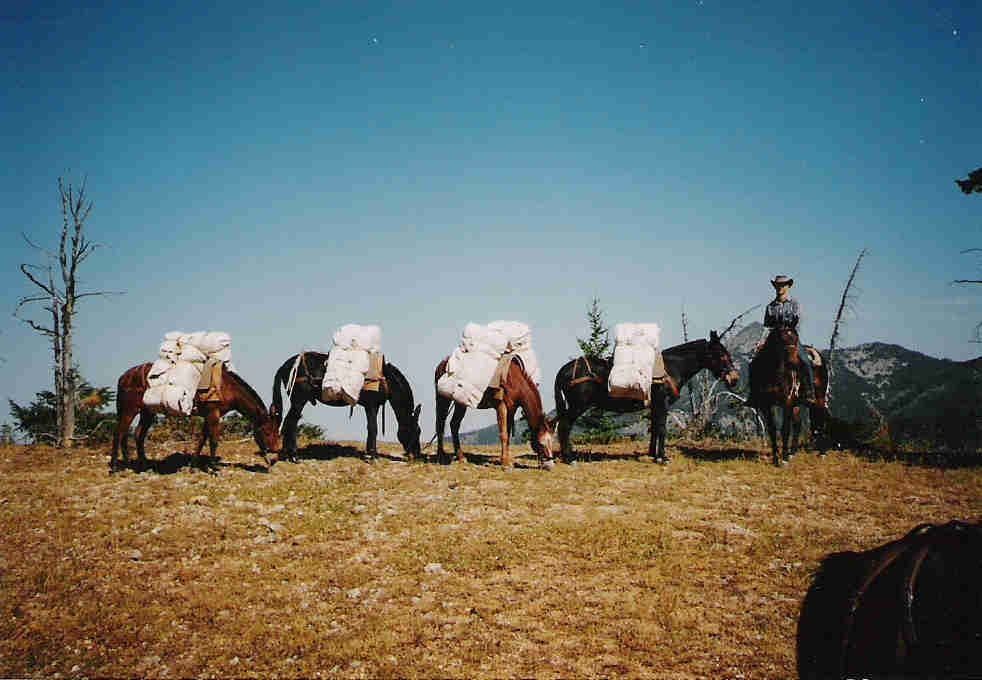 Packing Feed