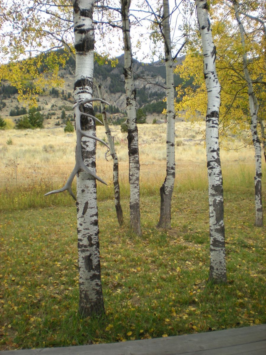 View from the porch
