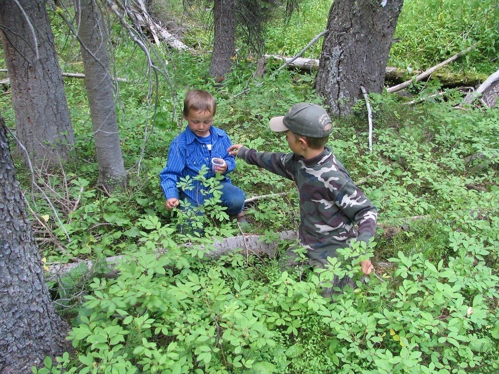 Pickin' Huckleberries