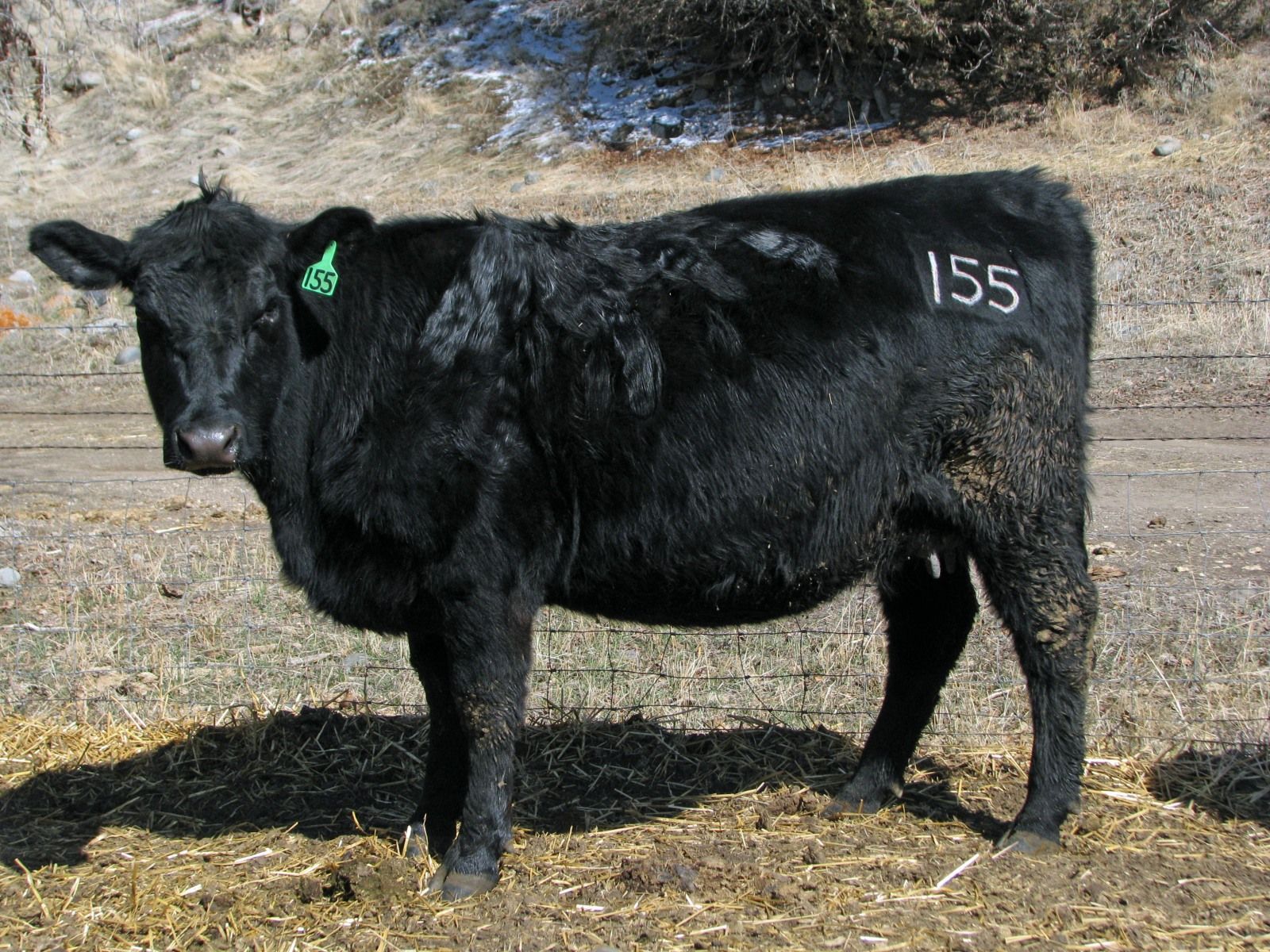 Petrich Ranch Photo