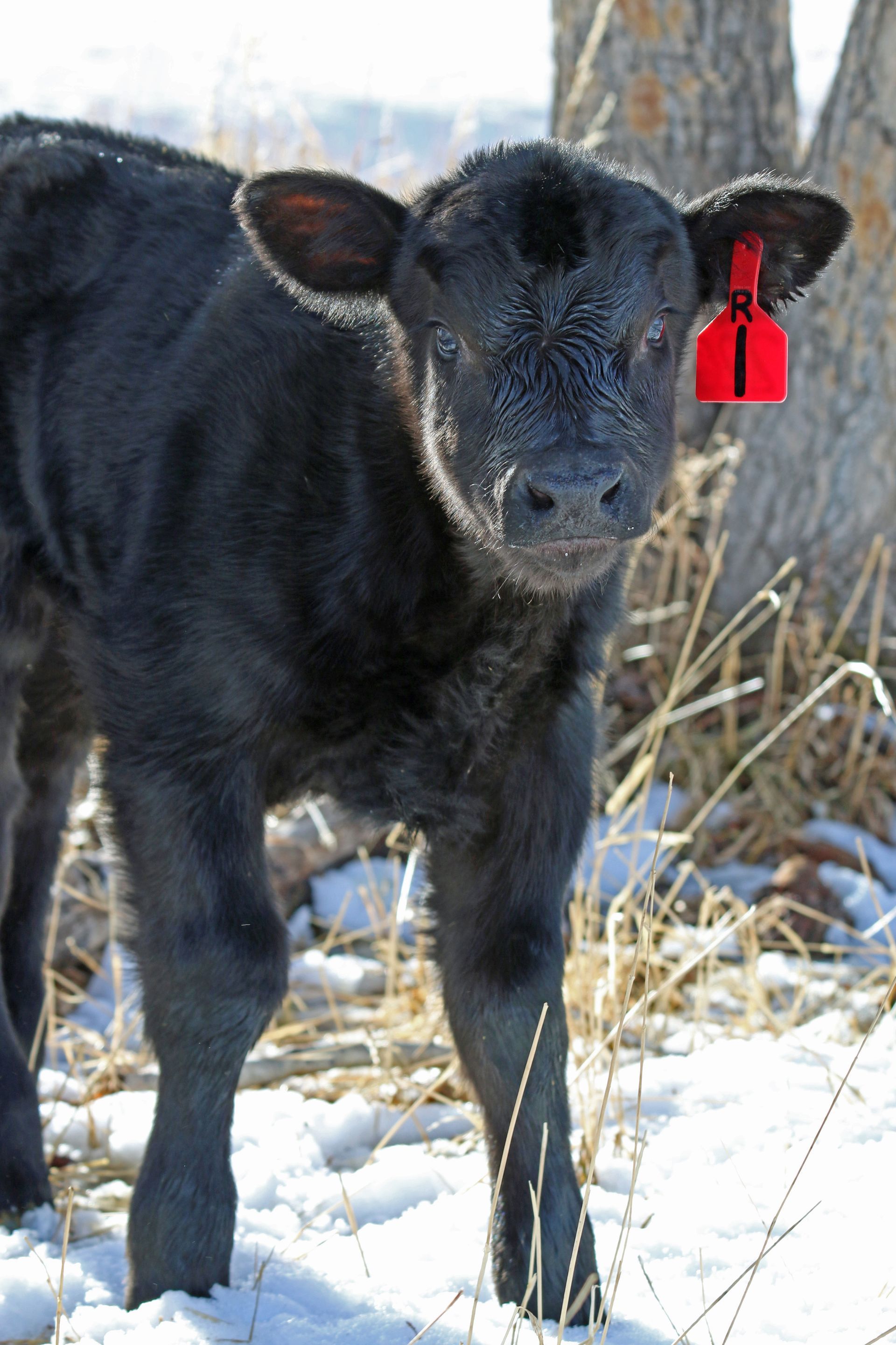 Petrich Ranch Photo