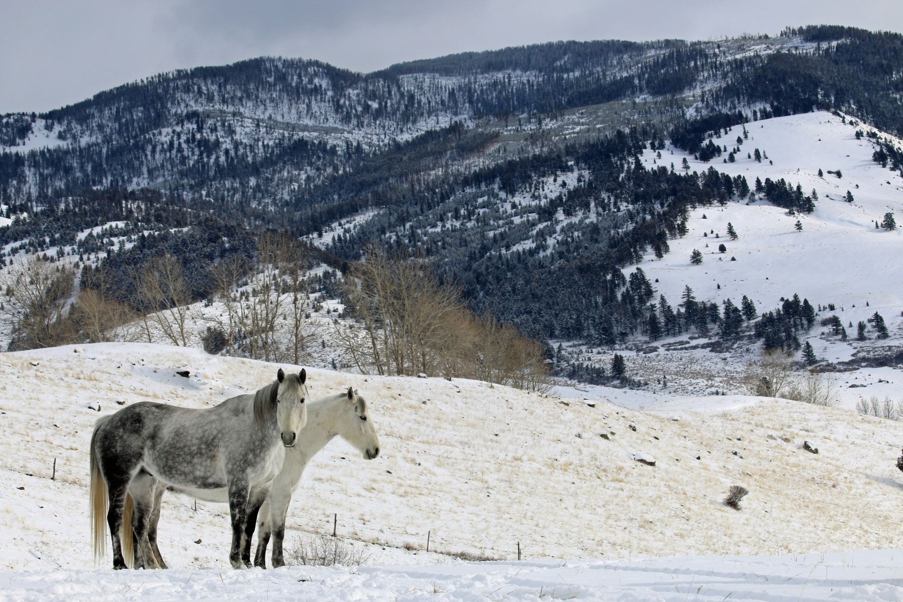 Petrich Ranch Photo