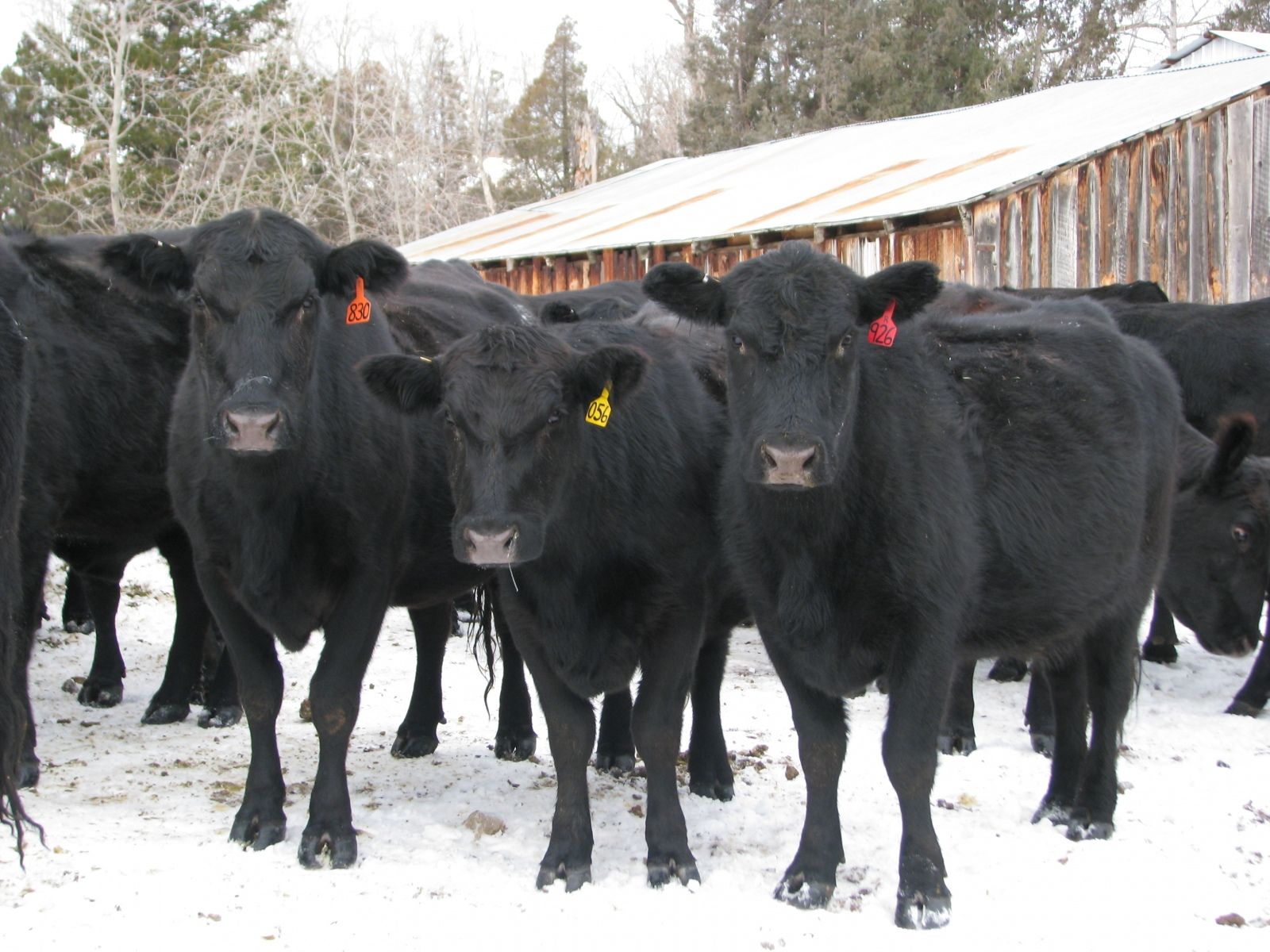 Petrich Ranch Photo