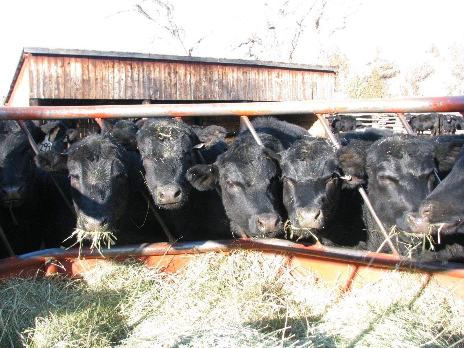 Petrich Ranch Photo