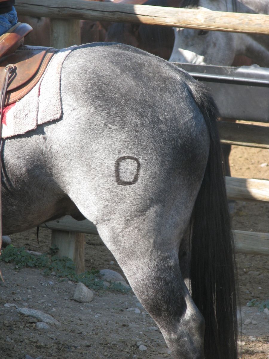 Petrich Ranch Photo