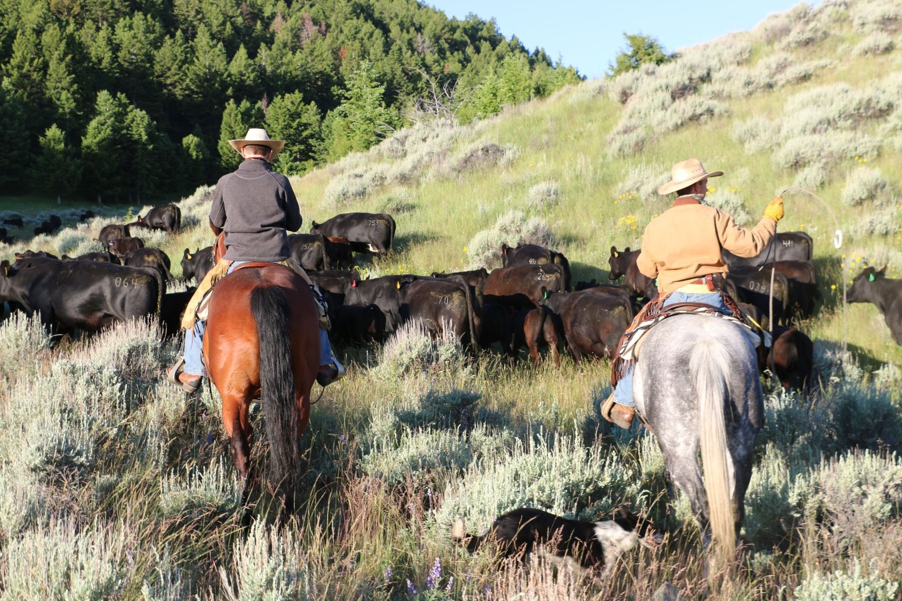 Petrich Ranch Photo