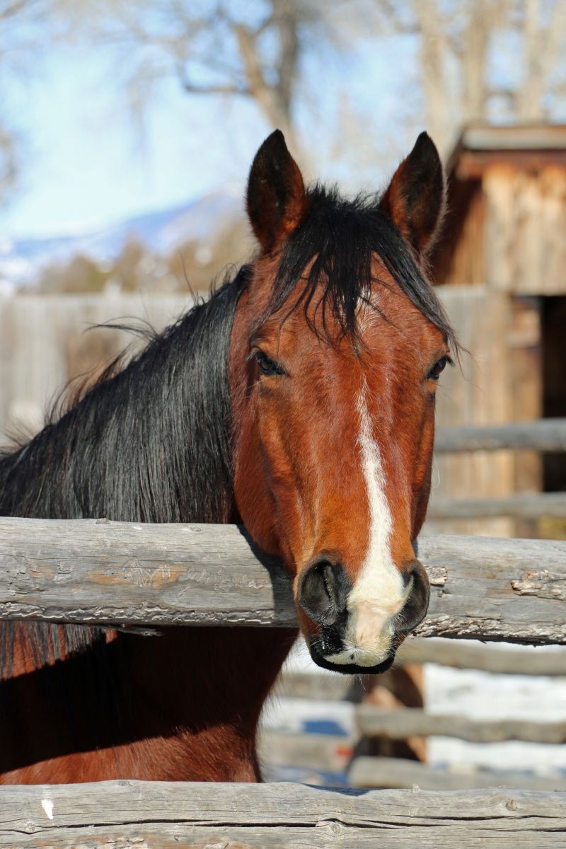 Petrich Ranch Photo