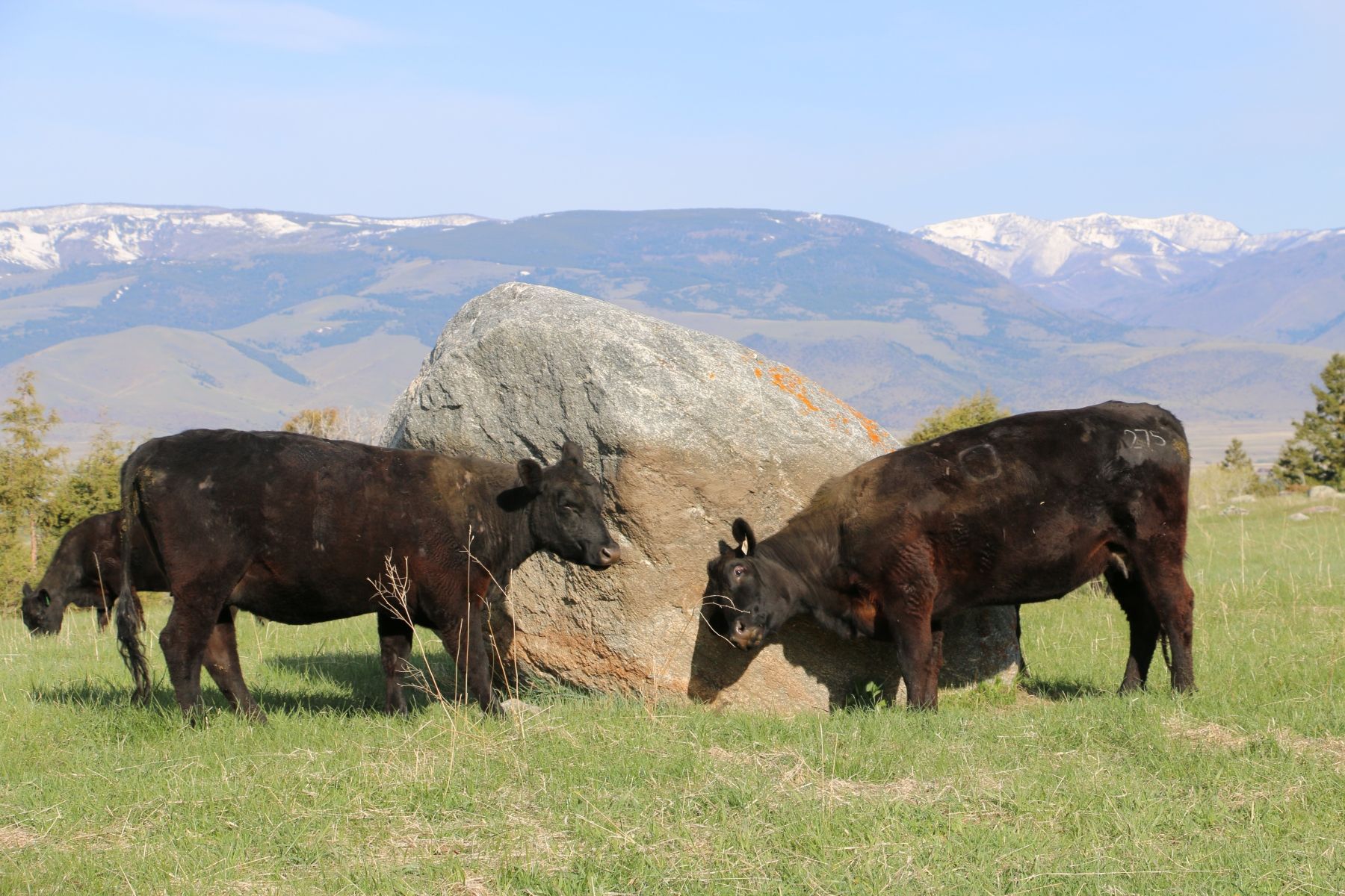 Petrich Ranch Photo