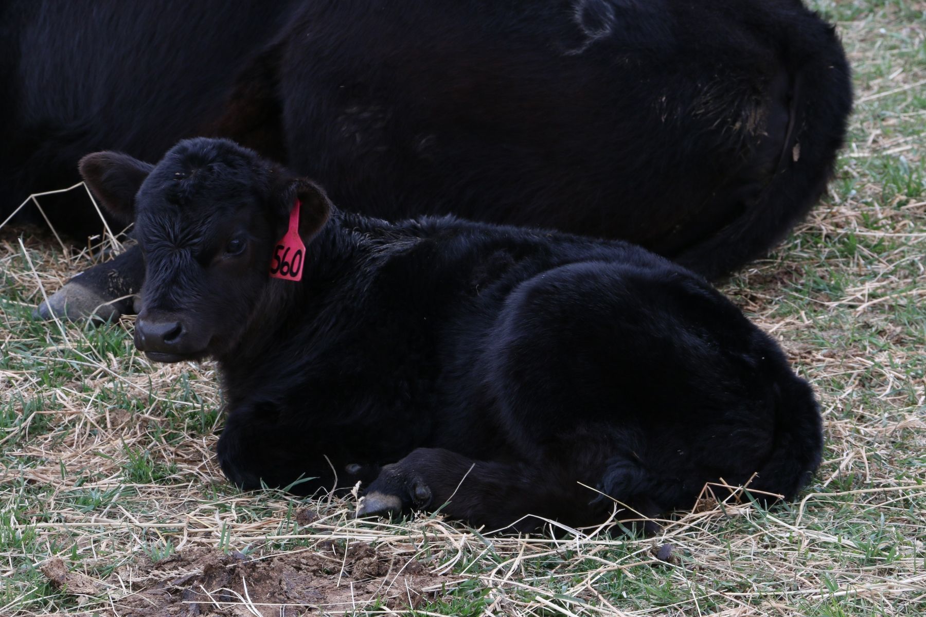 Petrich Ranch Photo