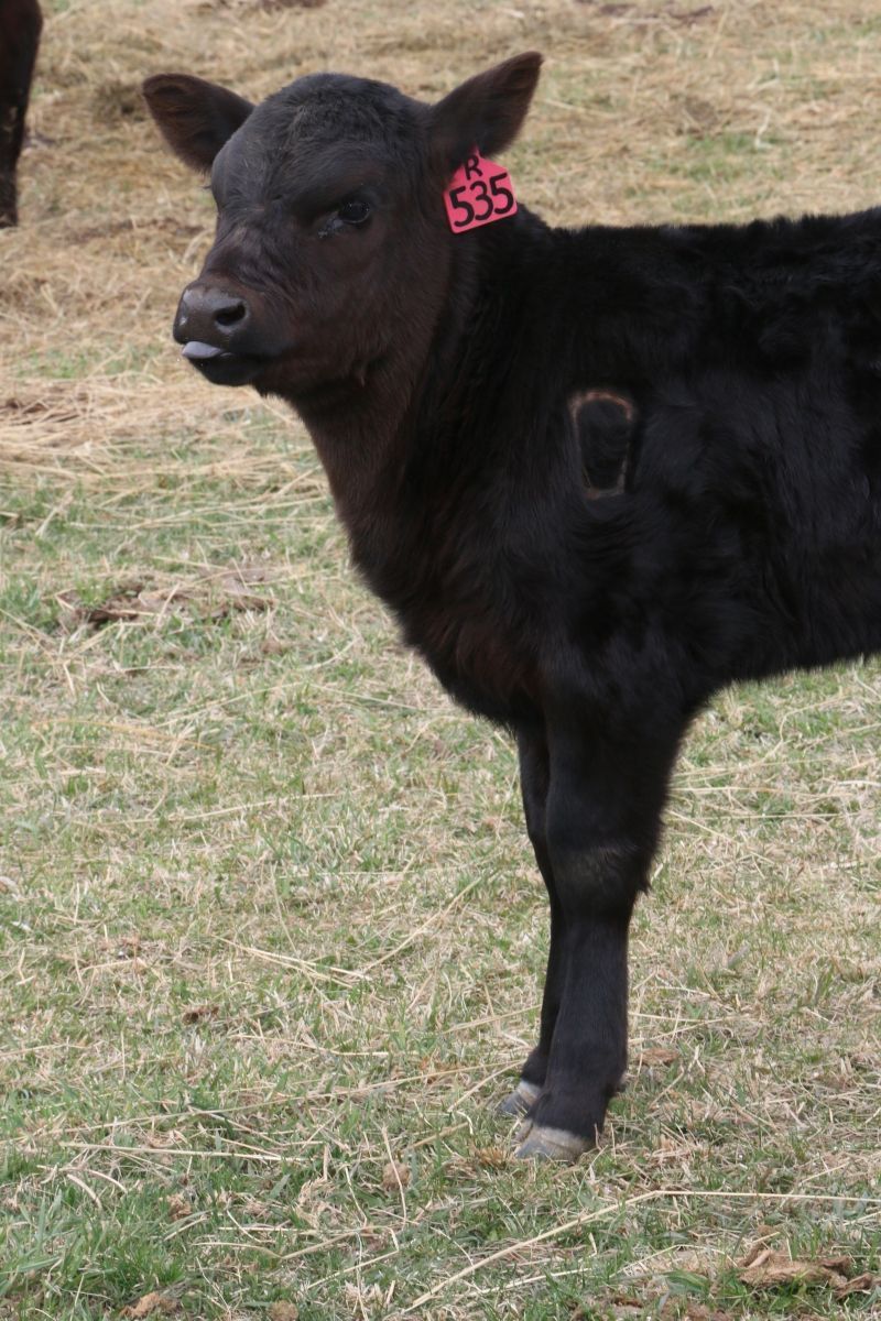 Petrich Ranch Photo