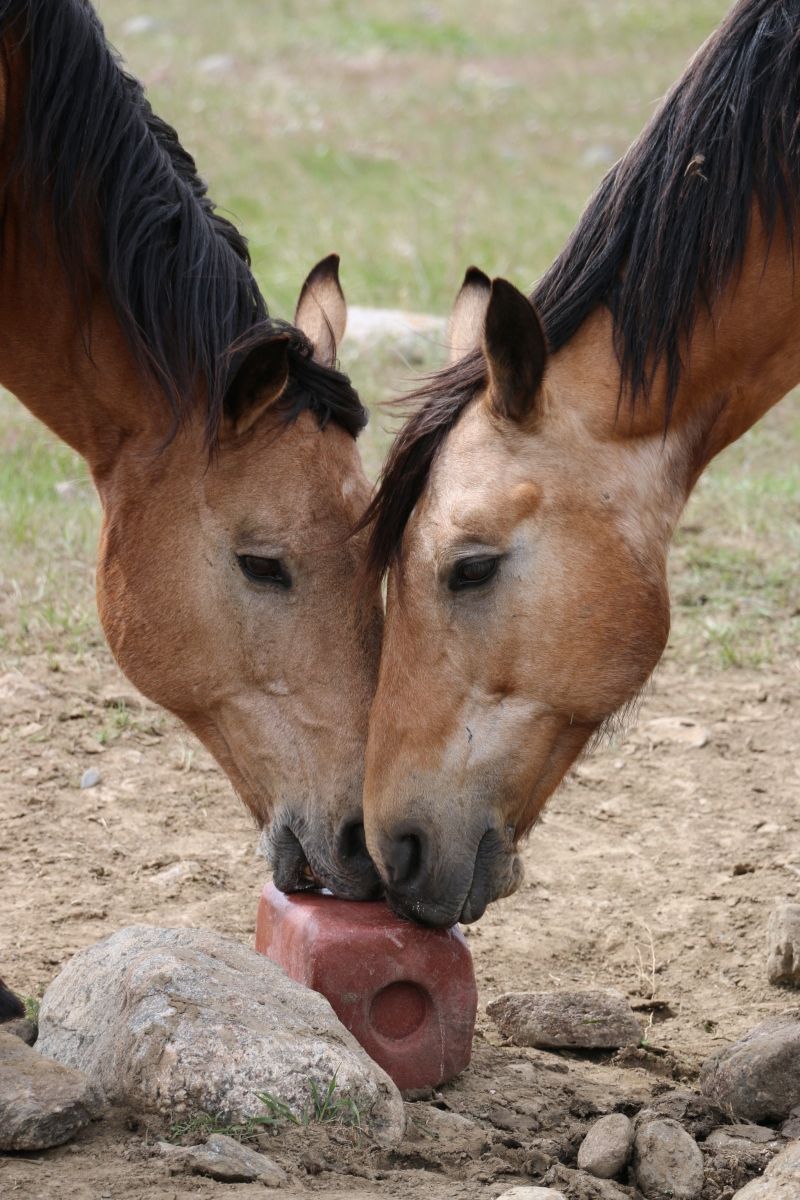 Petrich Ranch Photo