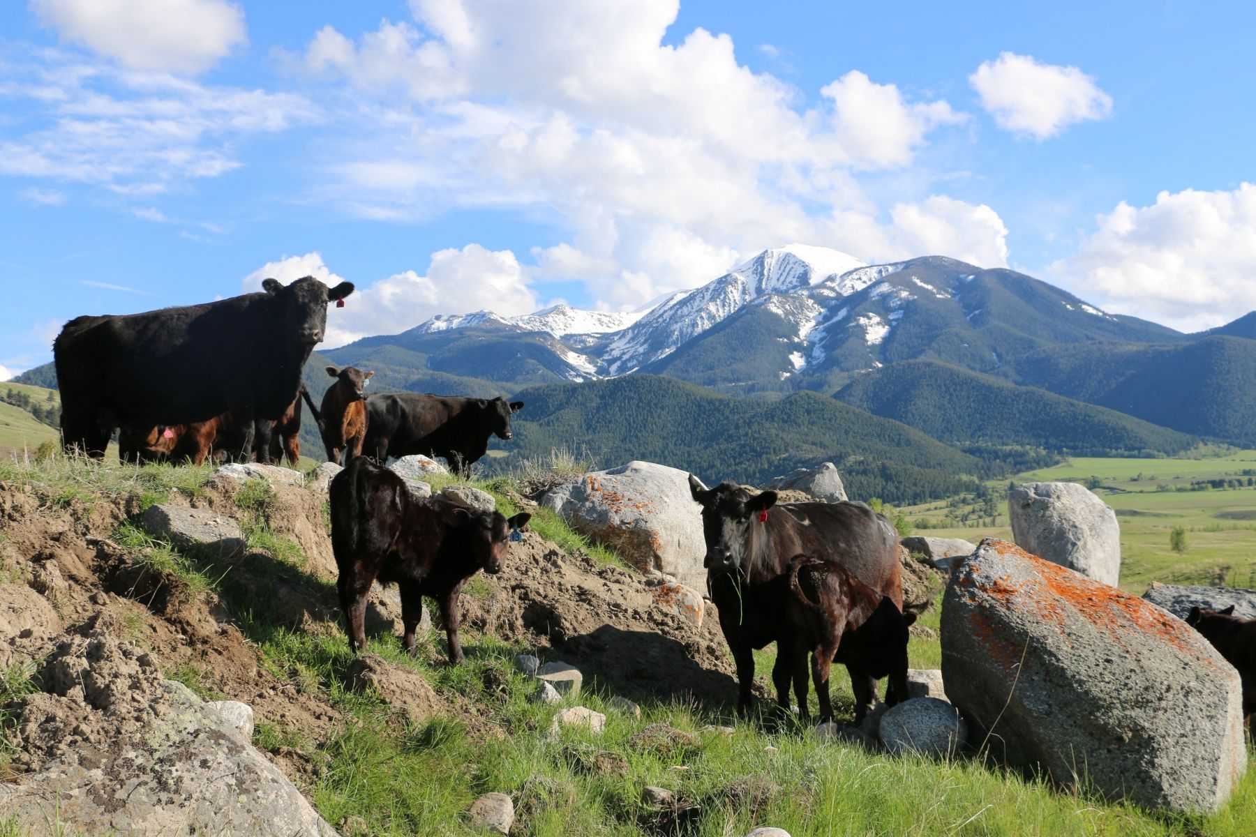 Petrich Ranch Photo