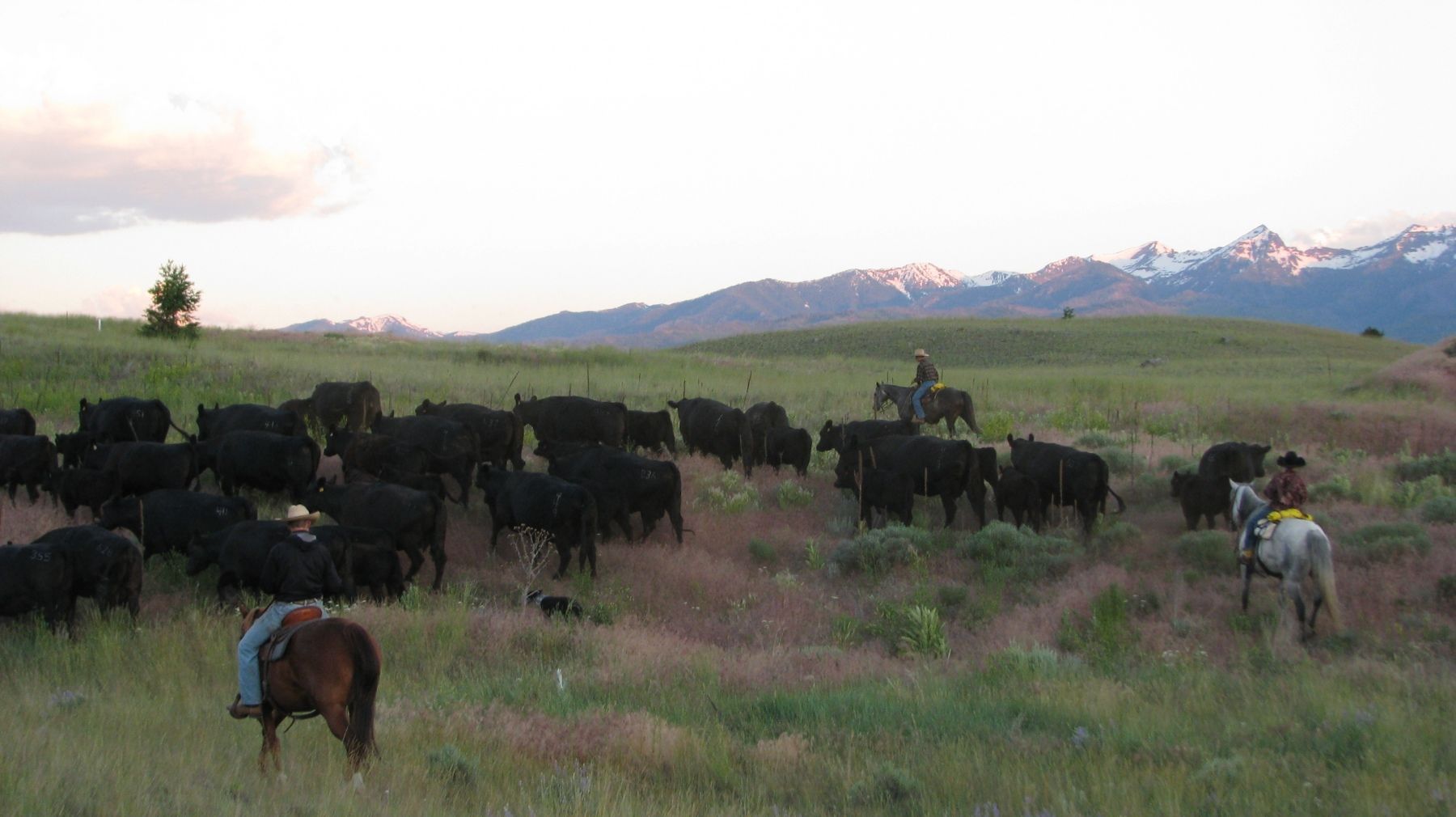 Petrich Ranch Photo