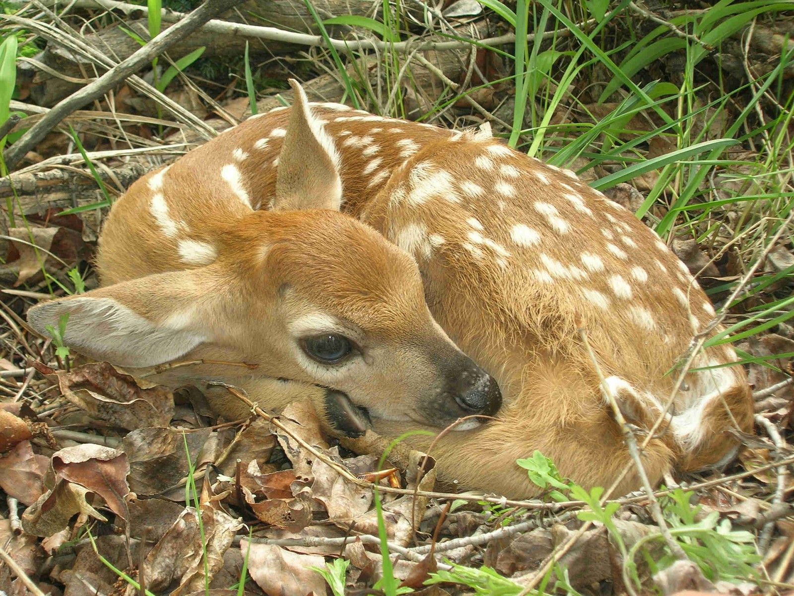 Whitetail Fawn