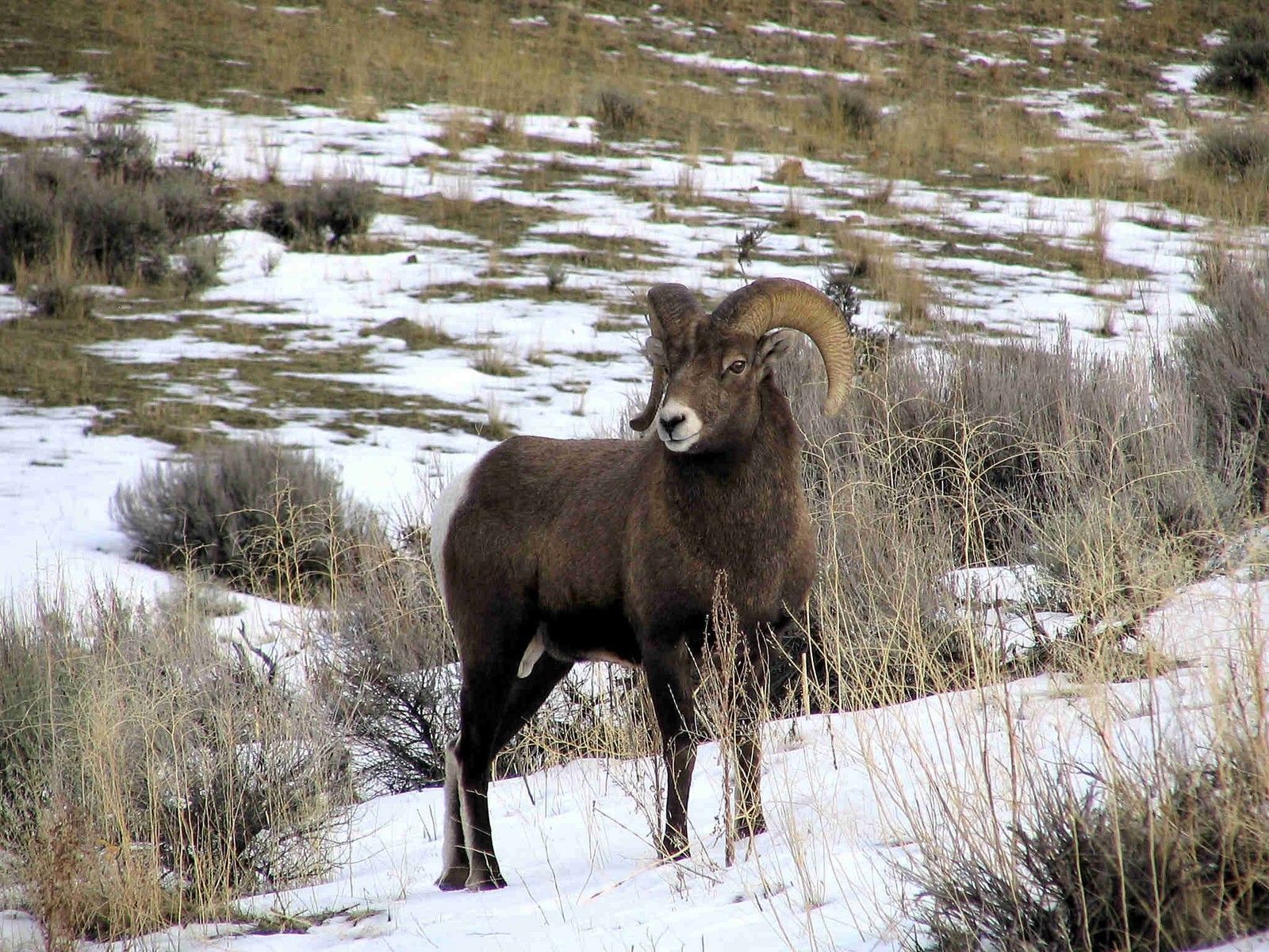 Bighorn Ram