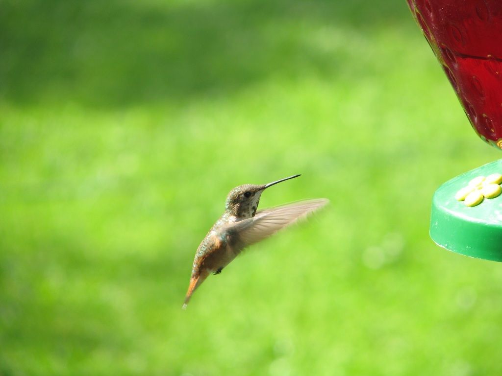 Hummingbird
