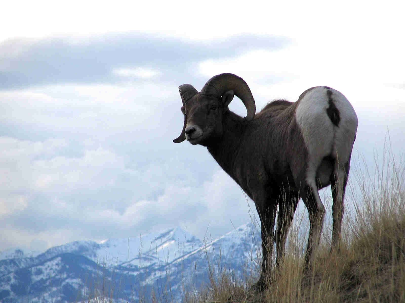 Bighorn Ram