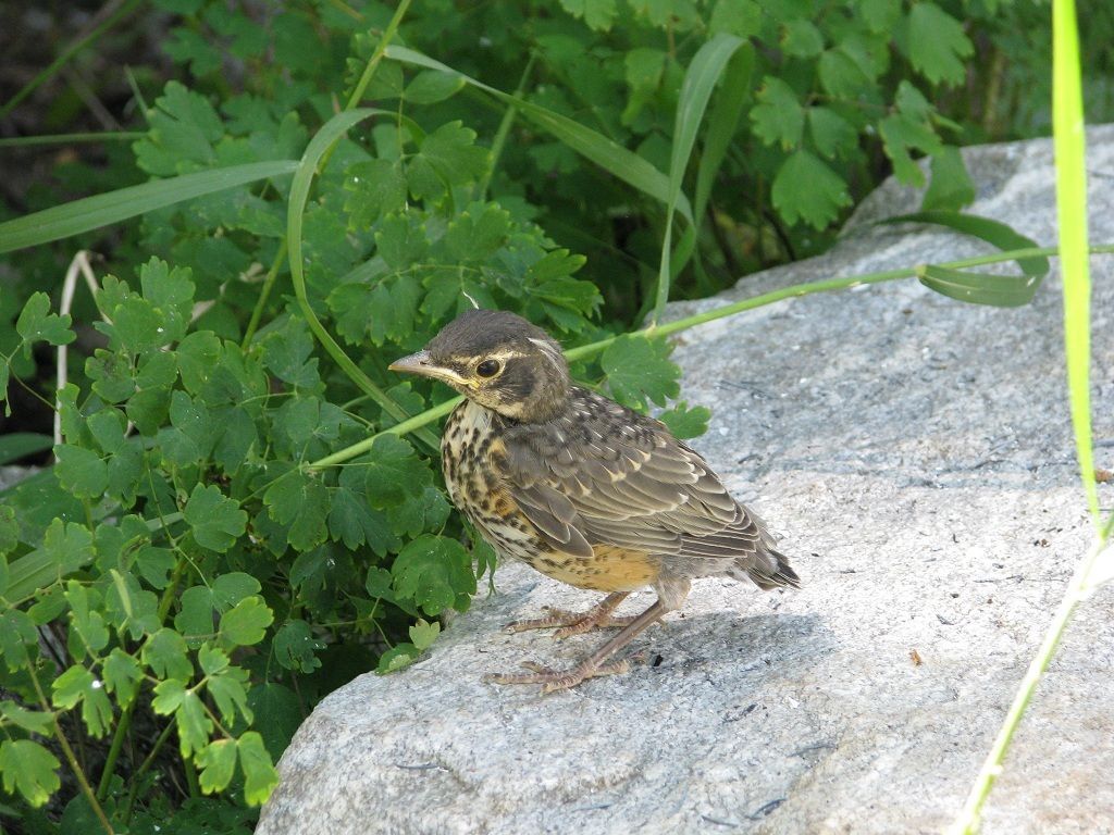 Thrush