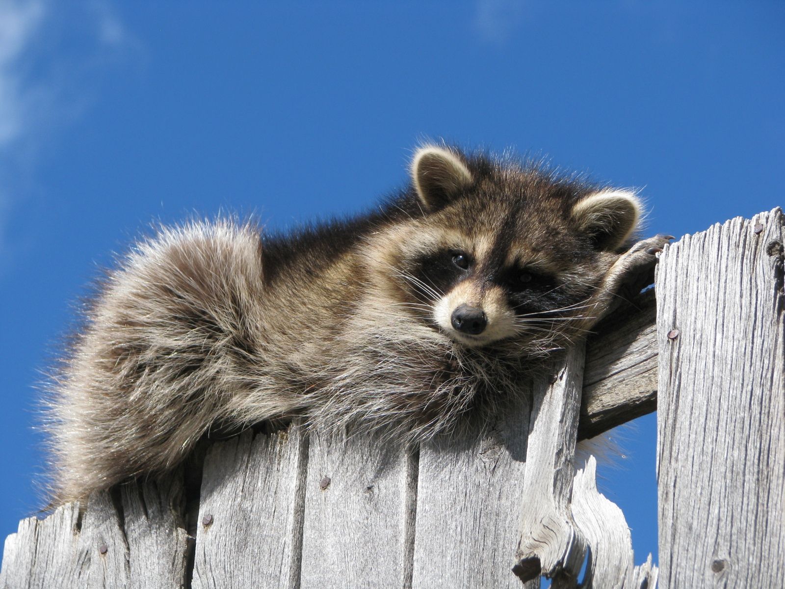 Raccoon