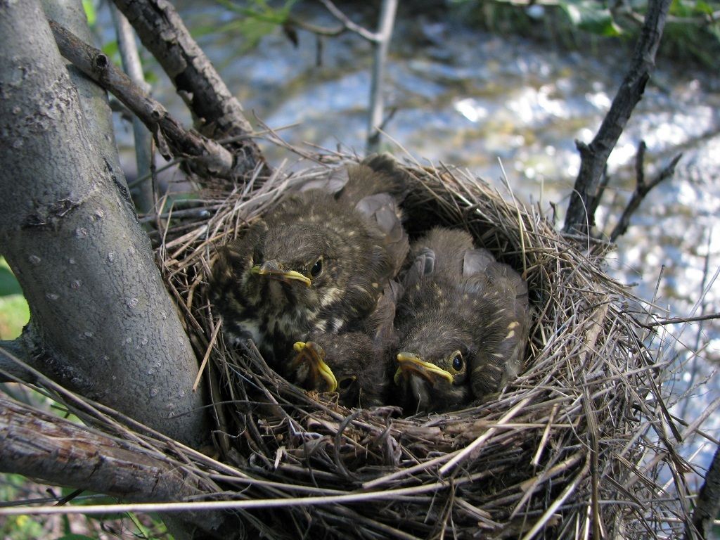 Thrush Nest